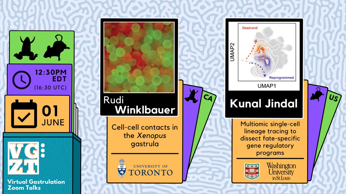 Next up! On June 1st we're looking forward to talks from Rudi Winklbauer about cell-cell contacts 🐸 & from @kjkjindal (Morris lab) on fate-specific gene regulatory programs 🐭