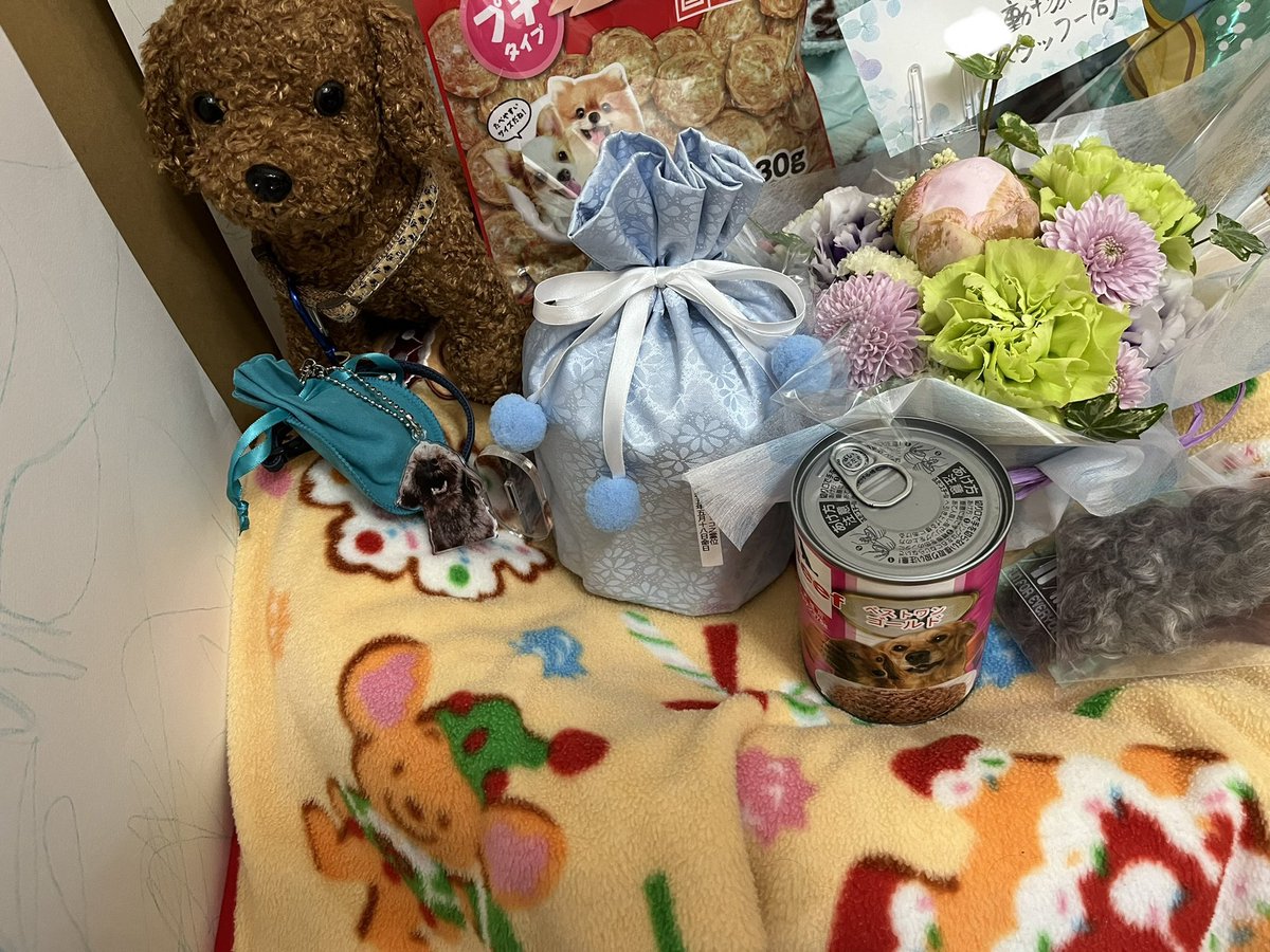 Choco_Omoide's tweet image. チョコおはよう☀
今日の朝ごはんだよ〜
本当は今日お出かけする予定だったけど急遽予定変更で姉ちゃんのお仕事に着いてきてね！
細かく切ったらたくさん食べて大好きだったささみチップスも置いたから好きなだけ食べてね😉
 #秘密結社老犬倶楽部天国支部
 #チョコごはん
