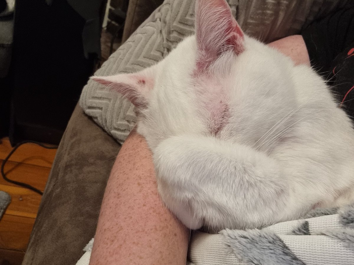Ally_Drawing's tweet photo. @KatTDooley Cuddles with Feynman https://t.co/89Zefm36N6