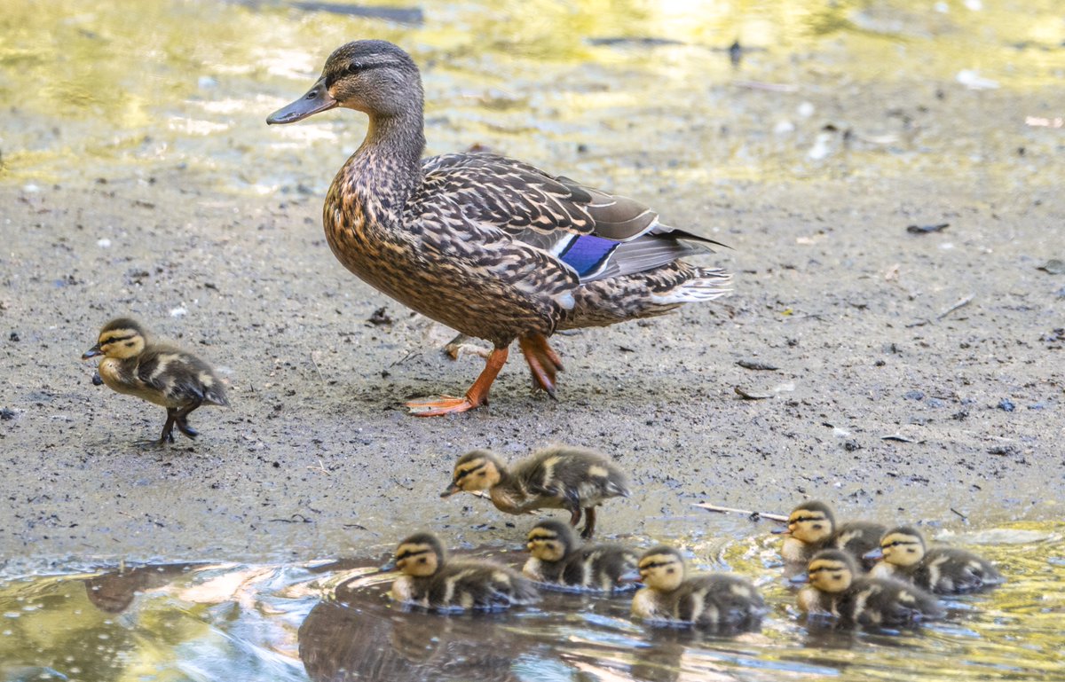 RandallMcCorquo's tweet photo. Little Duck takes charge.
#birds #animals #animalphotography #nikonphotography #nikon #fotografie #photography #wildlife #wildlifephotography #natgeoyourshot #naturephotography #wildbirds #wildbirdsofinstagram #birds #birdsofinstagram #birders_gallery #birds_perfection https://t.co/KXSE17jvF4