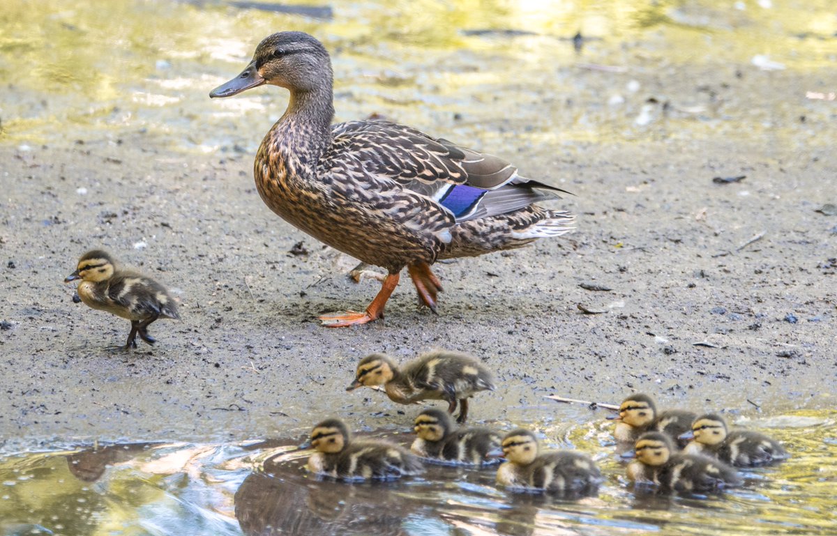 Little Duck takes charge.

#birds #animals #animalphotography #nikonphotography #nikon #fotografie #photography #wildlife #wildlifephotography #natgeoyourshot #naturephotography #wildbirds #wildbirdsofinstagram #birds #birdsofinstagram #birders_gallery #birds_perfection