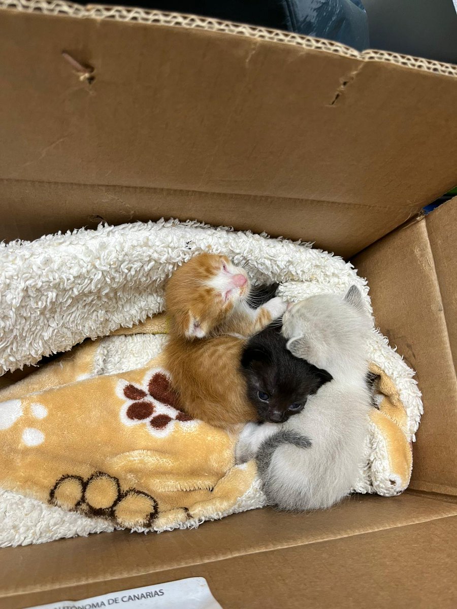 jnnnip's tweet photo. RT pliss, en Gran Canaria!! Una compañera de ha encontrado a estos bebés abandonados si saben de alguien que los quiera adoptar me hablan por privado 😢😢😢💔💔💔 https://t.co/zTsNLMMfRC