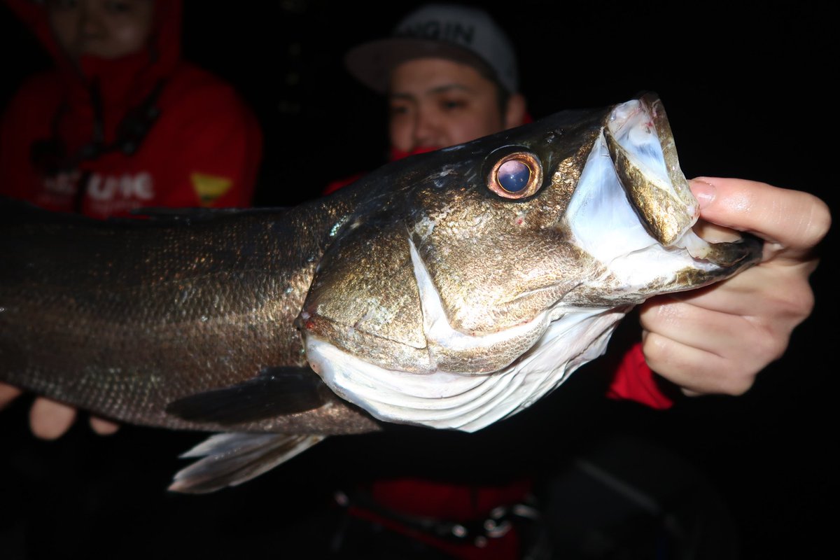 rucchi0502's tweet photo. ドッグウォークでバクバクでした(^^)
爆風なのに。😆
#longin
#seabass
#Glory https://t.co/uckyKicORo
