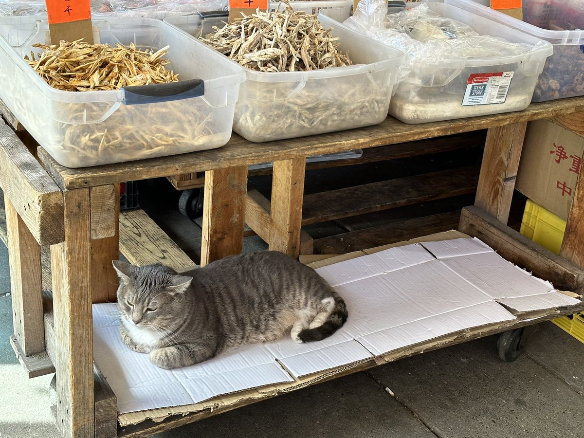gototemple's tweet photo. Minding the shop. @Bodegacats_ @CatWorkers https://t.co/KB0J1mkt6s