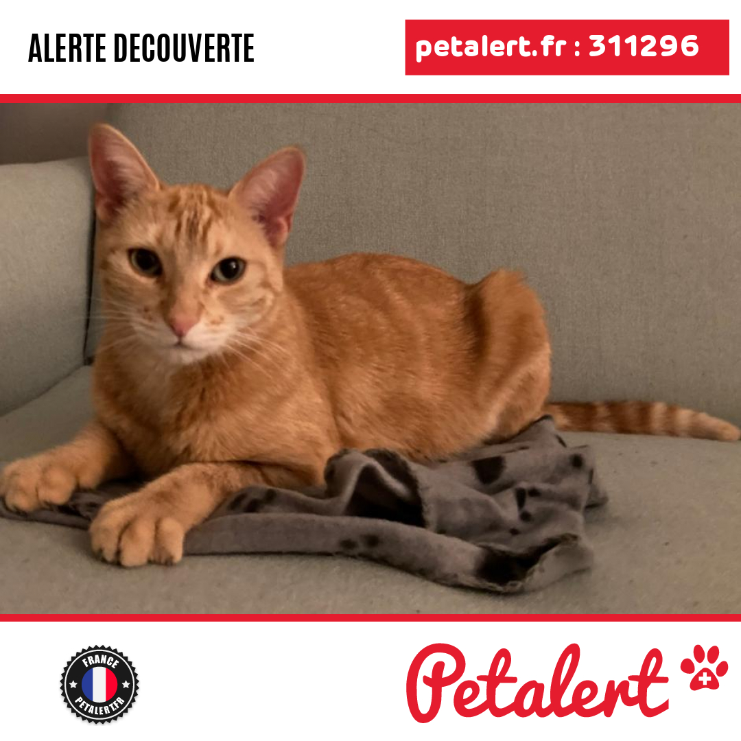 petalert_france's tweet photo. Trouvé #Chat #Paris #Paris #Petalert #PetAlert75 / https://t.co/wWOGgDOub8 https://t.co/R08LPFl3VM