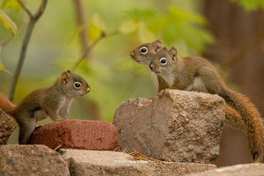 kit_kat1960's tweet photo. A new family in the hood. #cutenessOVERLOAD https://t.co/4zVUtswYlA