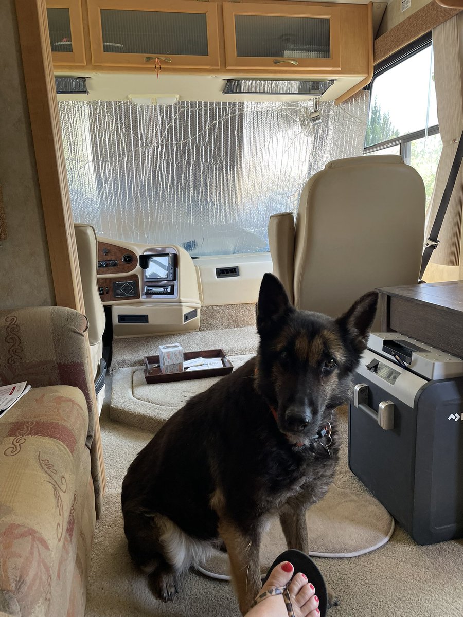 @GoRVing My 9 yr old rescue Guinness. Loves to go RV’ing. However, today we’re just in the driveway running the generator.  😄