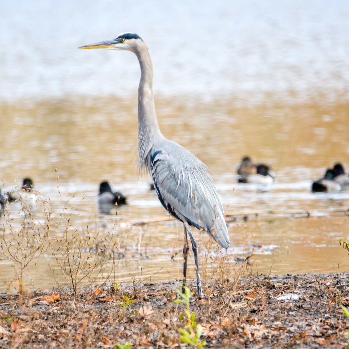RandallMcCorquo's tweet photo. The Heron of Eternal Glory.
#birds #nikonphotography #nikon #fotografie #photography #wildlife #wildlifephotography #natgeoyourshot #naturephotography #nature #naturfotografie #animals_shots #blueheron #wildbirds #wildbirdsofinstagram #birds #onfire_wildnature #greatblueheron https://t.co/uMI1vPZHIi