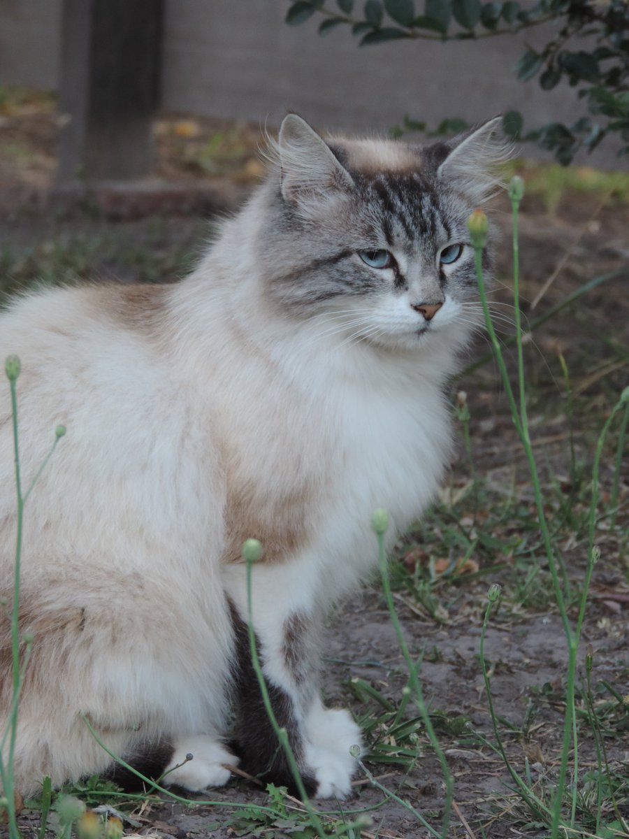 Nanu 💚💜 tweet media