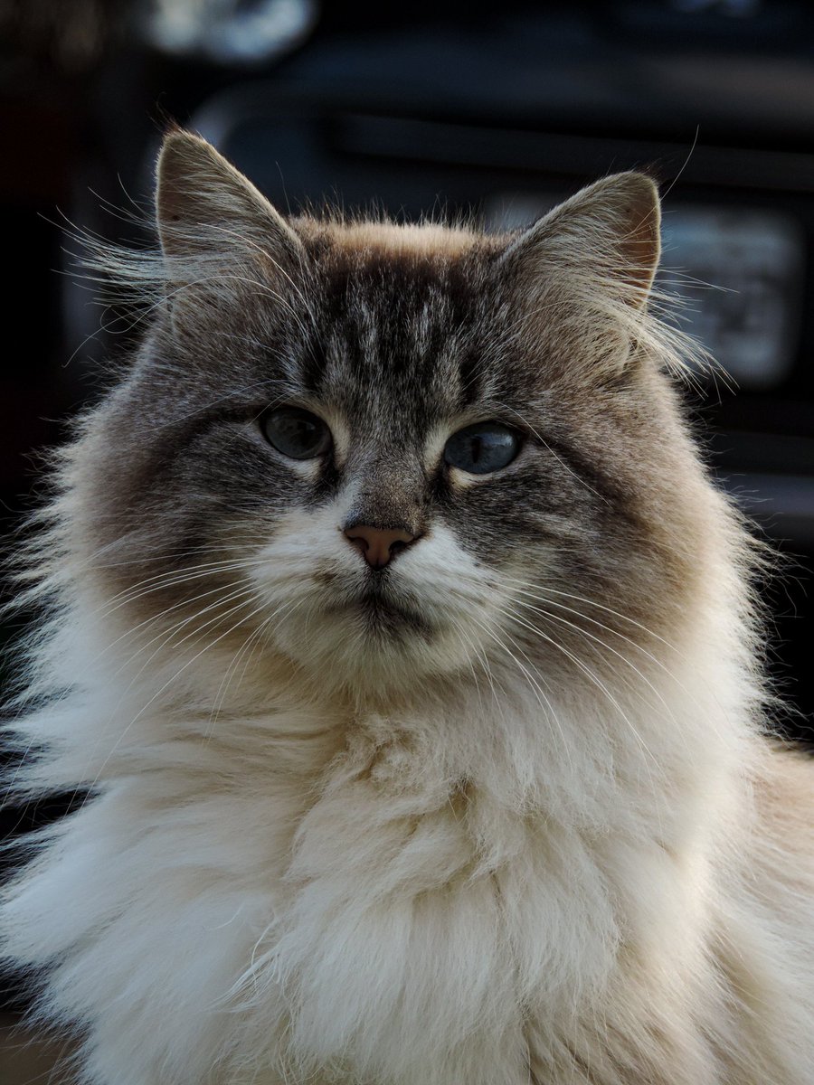 #Chascomus la micha no vuelve y estoy desesperada buscándola! Se perdió en el San Cayetano en la zona de Rocamora y Spano
<a href="/elmanudechasco/">@elmanudechasco</a>  <a href="/SomosChascomus/">SomosChascomús</a>  <a href="/Ximena_Xiong/">Ximena Xiong</a>