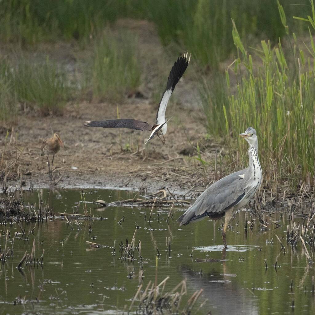 KeizerEllen's tweet photo. De kievit probeerde de reiger te verjagen
ο‘ ββ β ββ β βββ ββ ο‘ @Canonnederland #canonr6photography #canonphotography #photobyme #groenzoom @degroenzoom https://t.co/TfOf5PAN12 https://t.co/sz7gWNd92W