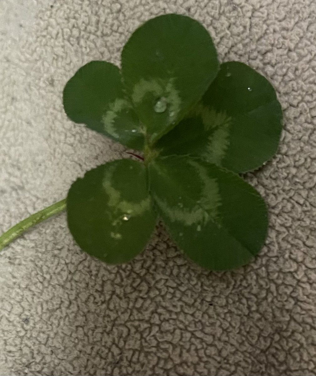Ordogirl's tweet photo. 5-leaf clover https://t.co/XeP4pu2CHO