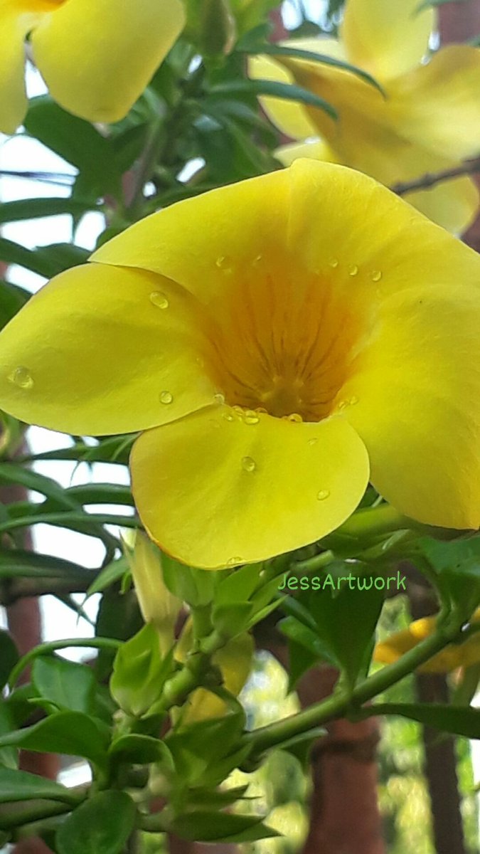 Swane47688833's tweet photo. Blessings to everyone!!!
Have a great weekend!!!
#SundayYellow #YellowBell
#YellowBellRingingInMyGarden
#PhotographyIsArt #FlowerLover https://t.co/3hc6ni828h