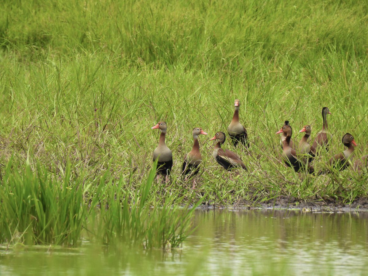 CORMACARENA's tweet photo. Durante 2 días visitamos San Juan de Arama; recorrimos 20 zonas y nos saludaron garzas silbadoras, patos 🦆 y muchos más vecinos. 🥰
Pronto compartiremos los resultados de esta exploración, muy cerquita de nuestra hermosa Sierra de La Macarena.
#somosvida #somosmeta https://t.co/n0qk7ByD6H