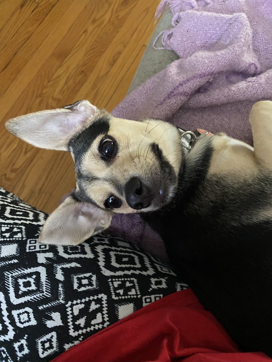 l_veislouder's tweet photo. My baby is a people watcher I absolutely love it
Heβs handsome, funny, adorable, loving, stubborn, cute, curious and a million little other things that make my heart happy and bring a smile to my face
Mommy loves you Cody πΆπ₯Ίβ€οΈπ₯°
#AdoptDontShop #Cheagle #cutenessOVERLOAD https://t.co/0aq6zJn88s