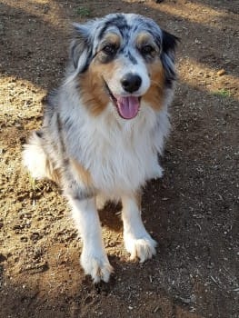 Female #AustralianShepherd Blue merle, #missing from #BurnhamBeeches #Slough #SL2 area, since 19/5/23. Scar on nose. Tagged and chipped. doglost.co.uk/dog-blog.php?d… #MissingDog #LostDog #dogsoftwitter