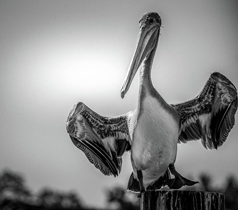 Yo What's Up !!  #pelicans #FloridaWildLife #FineArt #blackandwhitephotography #BuyIntoArt buff.ly/3gv8vUD