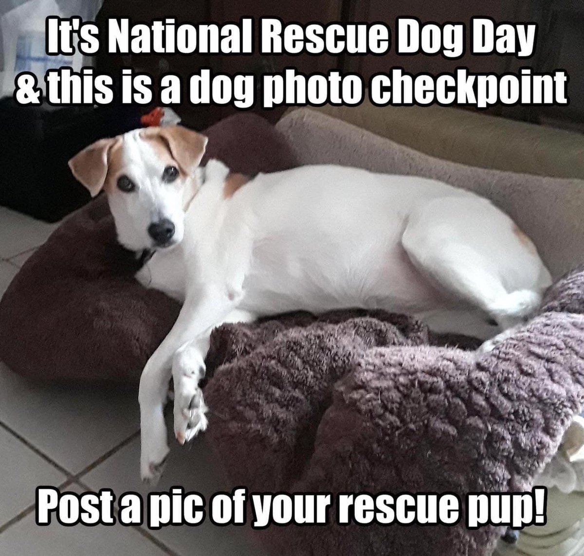 Drop us a pic of your rescue pup companion! 🐶🐕🐩🐕‍🦺

#NationalRescueDogDay #RescueDogDay #RescueDogsRock