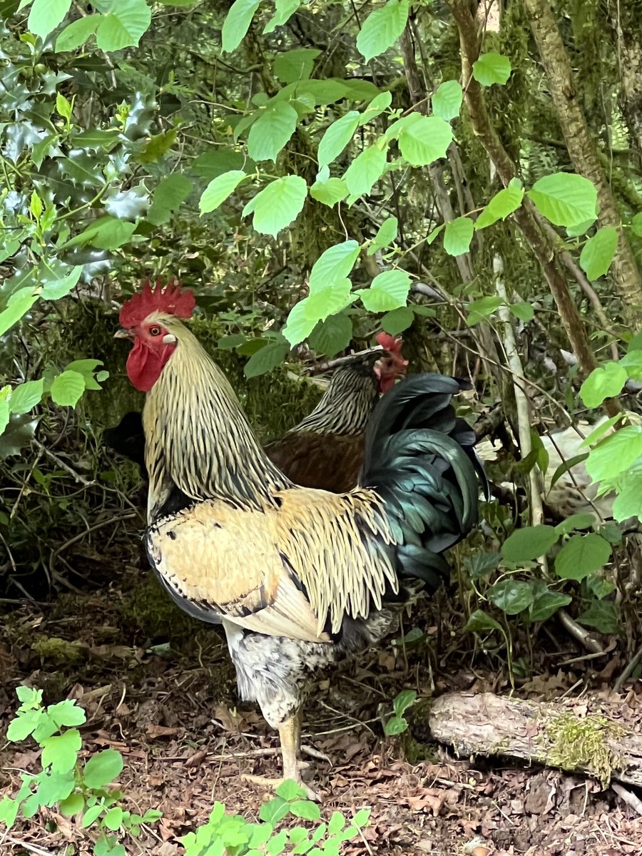 Cluck Clan rooster Yeller escorting his lady Little Eric Booker to the creek. (Our granddudes named the chickens) #whereilive #VenersborgWA🇺🇸 #famfarm #freerange