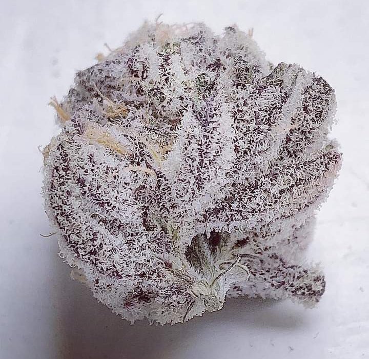 nug;💜❄️❄️