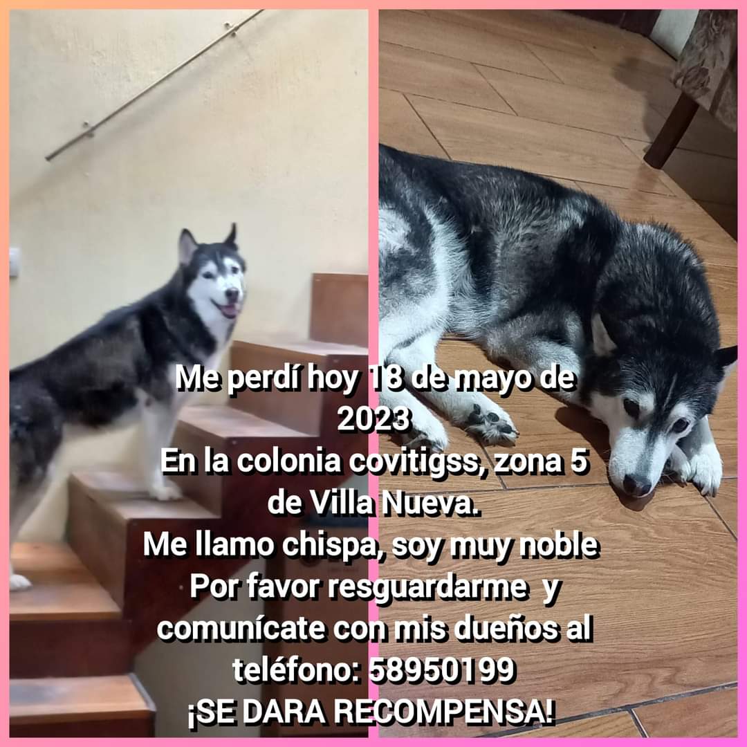 Gt502Mascotas's tweet photo. Chispa ..... https://t.co/42ObPdVkXf