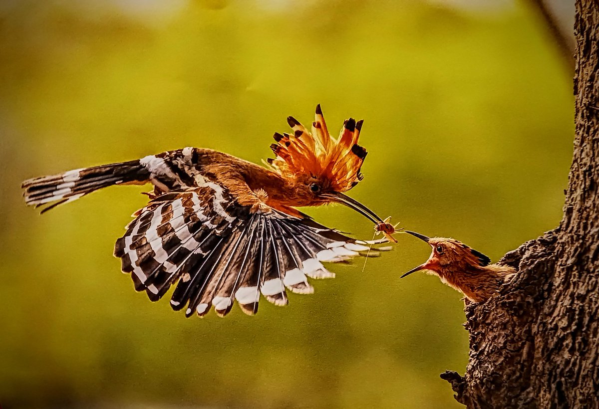 'The beauty of birds, is so fantastic!' #NatureBeauty #photography #photooftheday #WeekendVibes #NaturePhotography