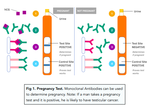 In research monoclonal antibodies are used for detecting specific molecules, helping scientists study the intricate workings of cells. In medicine they're used for diagnostic tests (pregnancy tests, HIV) and treatments for diseases including cancer and autoimmune disorders.⬇️2/3
