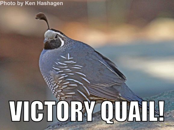VictoryQuail's tweet photo. #VictoryQuail summoned by the #RepublicFC in #SACvOAK! #USLChampionship https://t.co/SFzRY0gie4