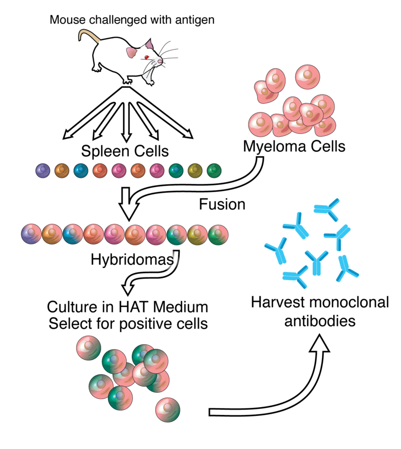 Their hybridoma technique involves fusing a specific type of cancer cell (a myeloma cell) with a normal antibody-producing cell. The resulting 'hybrid' cells, or hybridomas, multiply indefinitely like cancer cells, but also produce large amounts of a single type of antibody. 3/3