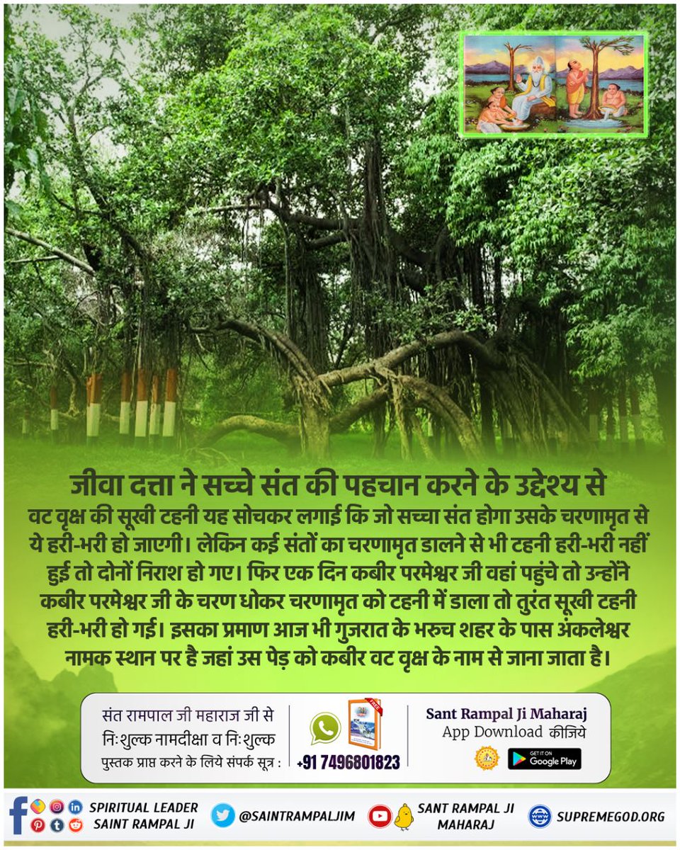 जीवा दत्ता ने सच्चे संत की पहचान करने के उद्देश्य से वट वृक्ष की सूखी टहनी यह सोचकर लगाई कि जो सच्चा संत होगा उसके चरणामृत से ये हरी-भरी हो जाएगी। लेकिन कई संतों का चरणामृत डालने से भी टहनी भरी नहीं हुई तो दोनों निराश हो गए। फिर एक दिन कबीर परमेश्वर जी वहां पहुंचे

#कबीरपरमात्मा