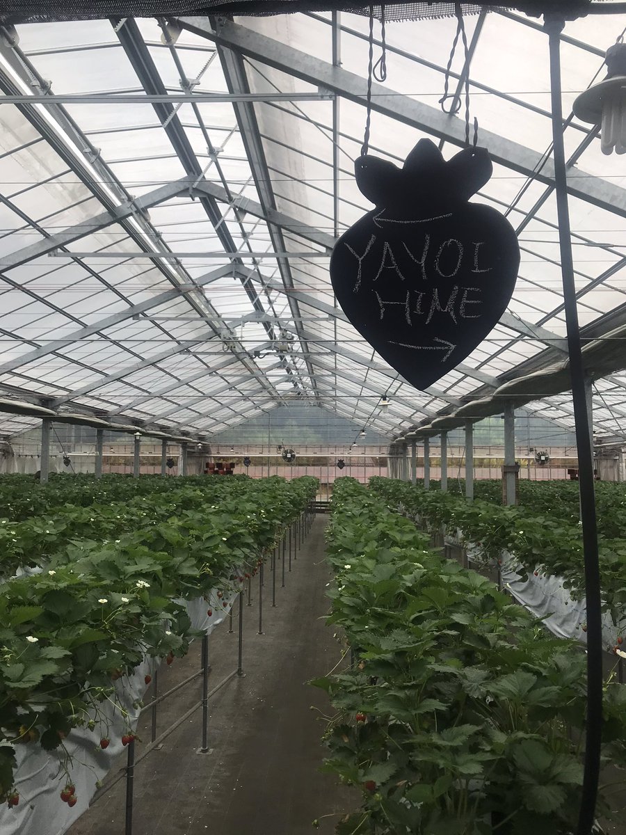 happyhappysugar's tweet photo. 今年も一狩りしてきた🍓 https://t.co/9HBnLrTsQI