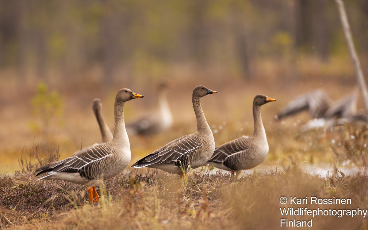 Metsähanhet suolla mättäällä. #geese #birdphotography #birds