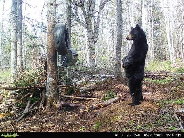 Don’t mind me, I’m just waiting for food.

📸: Nelson Ayotte

#alwaysonthehunt 
#blackbear 🐻