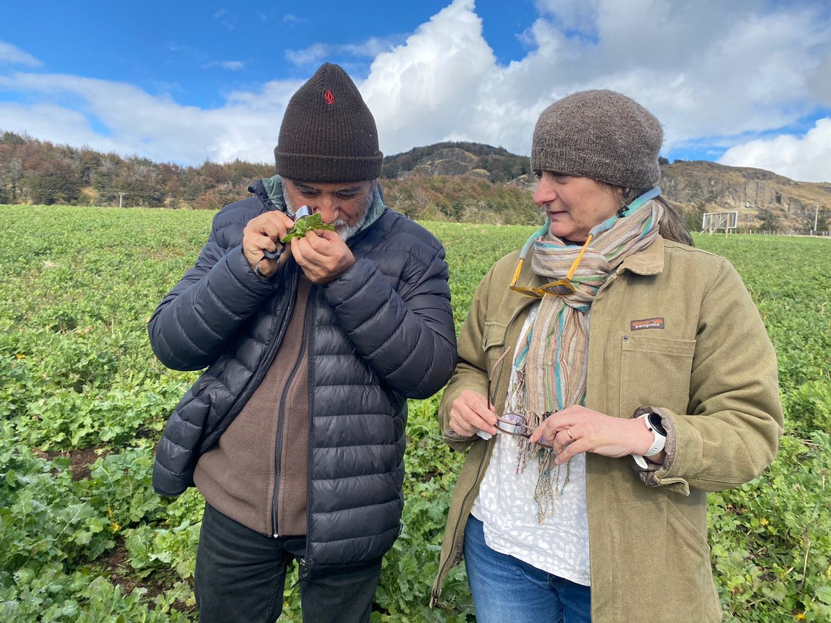 ECisternas9's tweet photo. Mostrando a estudiantes de la UACH diferentes técnicas de monitoreo de insectos que llevamos a cabo en estudios en cultivos forrajeros y plagas de praderas en INIA Tamel Aike en Aysén. LIBERTAS CAPITUR https://t.co/O0apgBP5qk