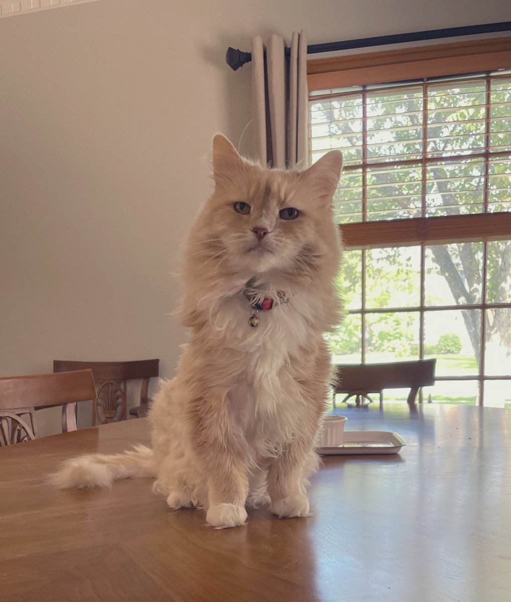 NephCatness tweet media