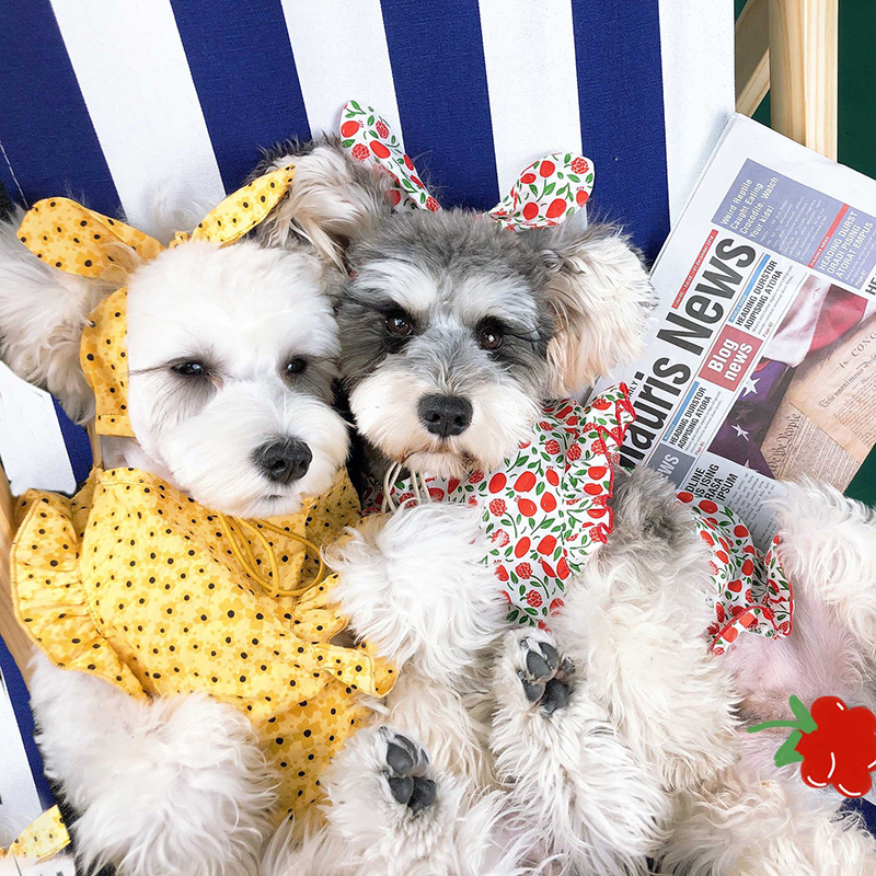Dog Vogue fashion sisters 
dog dress with 20% off coupon code : CICIDOG20

#dogvogue  #dogdress #doglover #dogclothes #dogstore #fashiondog #summerdog  #cicidog