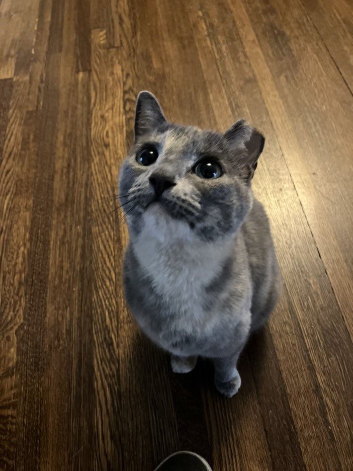 Happy #Caturday!! ……..
…….
…….
(…are you gonna eat that..?)
-Grey Grey