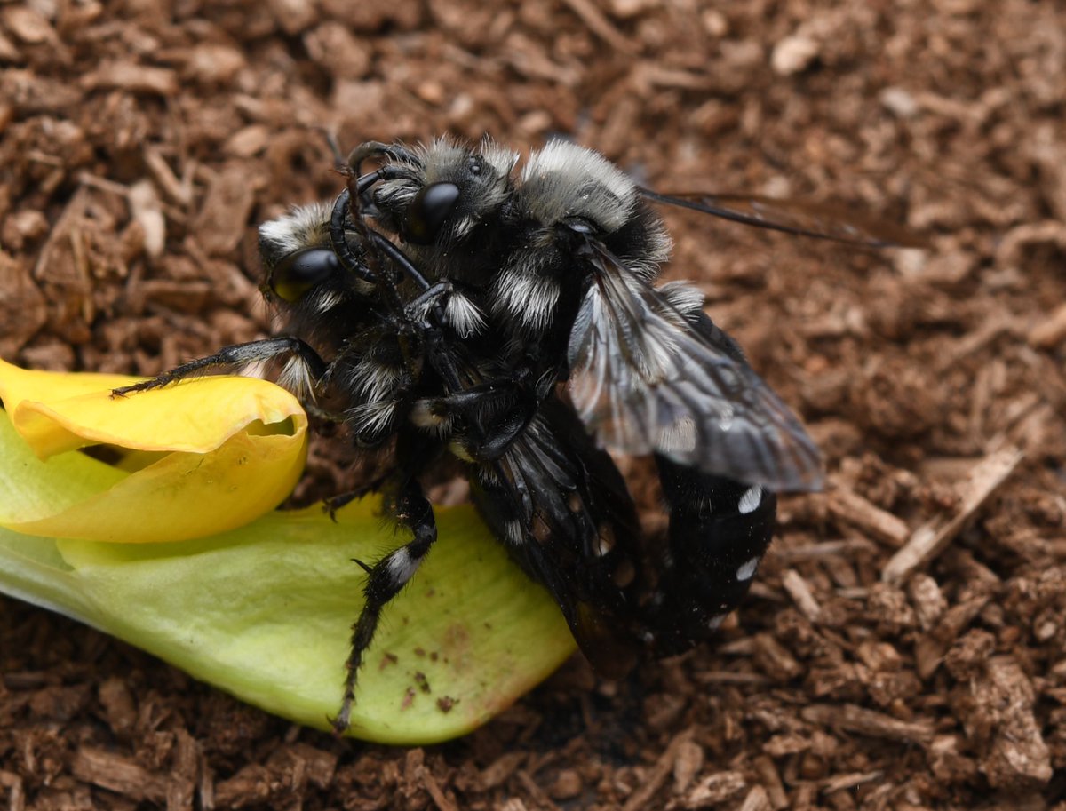 Happy #Worldbeeday! Attached picture is Melecta Chinensis, one of the rare cuckoo bees in Korea :)