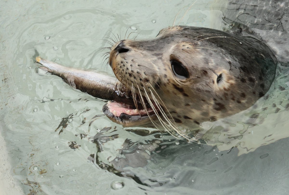 Hungry for more #MarineMammal stories and news in your life? Sign up for our #EmailNewsletter to get patient photos, event info and more straight to your inbox! Sign up now 👉 bit.ly/37uYwXb