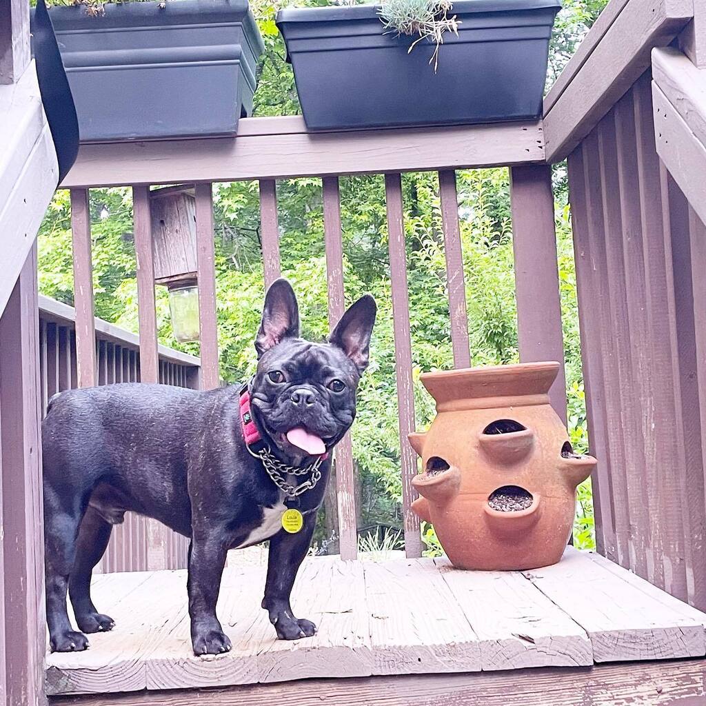 PopPugPeoBlog's tweet photo. Who?  Me?

.
.
.
.
#dog #dogs #dogstagram #dogsofig #dogoftheday #dogsofinstagram #atlanta #georgia #blog #blogger #pet #petoftheday #petstagram #rescuedog #rescuedogsofinstagram #frenchbulldog #frenchie #frenchies #frenchiesofinatagram #louiethefrenchie https://t.co/w1Gokm7iDp https://t.co/49n4ofAEqv