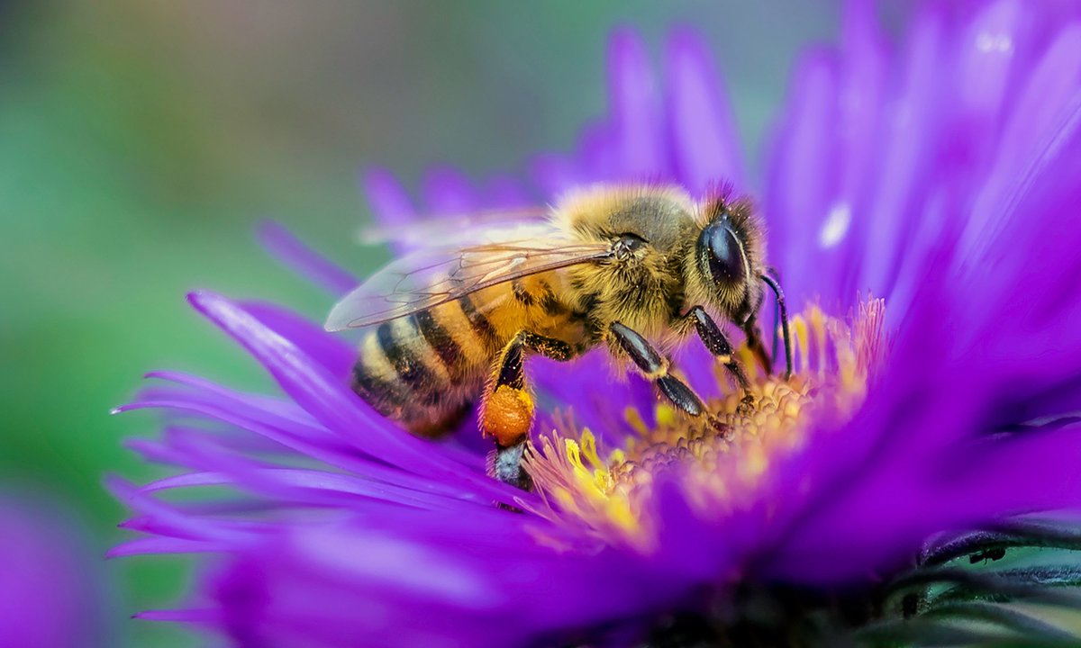 🐝 World Bee Day

Did you know bees pollinate 1 in 3 bites of food we eat and are essential to the health of countless ecosystems?

Unfortunately, bees are in peril. More than half of North America’s native bee species are in decline... 1/

#TruBlue 🌎 #wtpEARTH