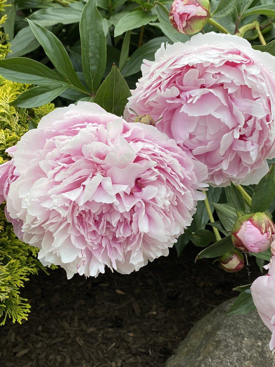 JoanZeidman's tweet image. Nothing like a peony in full bloom!  It’s a shame the blooms last barely a week. 
#ilovespring
#springisthebestseason