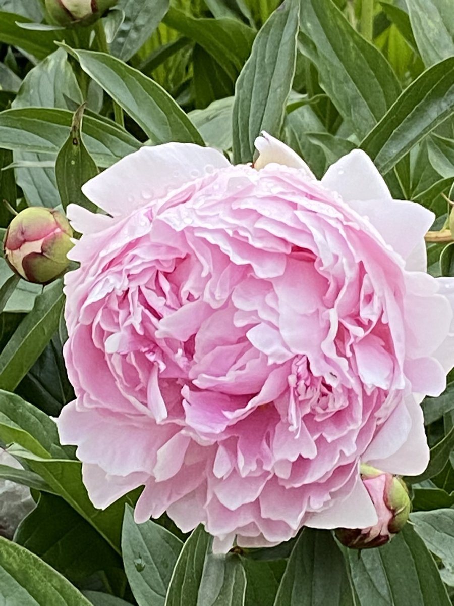 JoanZeidman's tweet image. Nothing like a peony in full bloom!  It’s a shame the blooms last barely a week. 
#ilovespring
#springisthebestseason