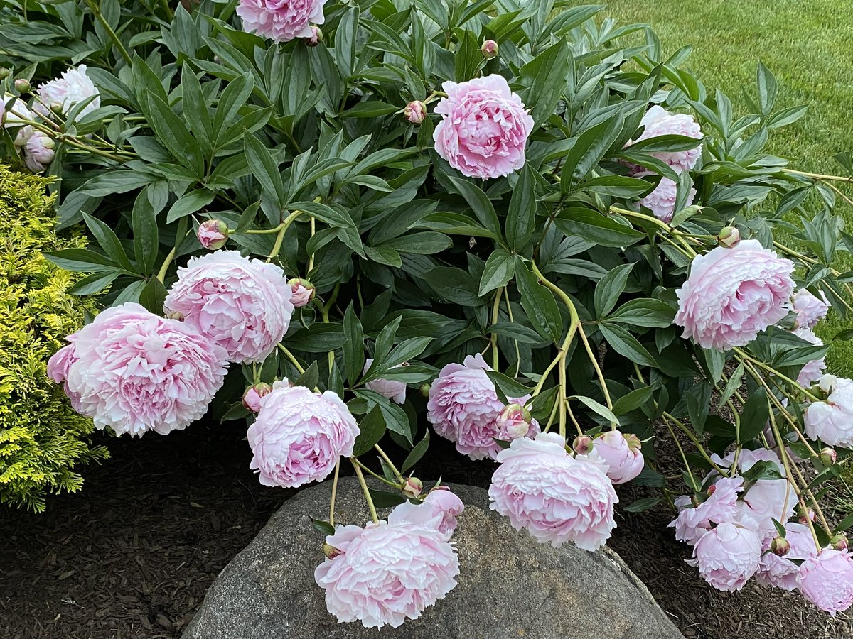 JoanZeidman's tweet image. Nothing like a peony in full bloom!  It’s a shame the blooms last barely a week. 
#ilovespring
#springisthebestseason