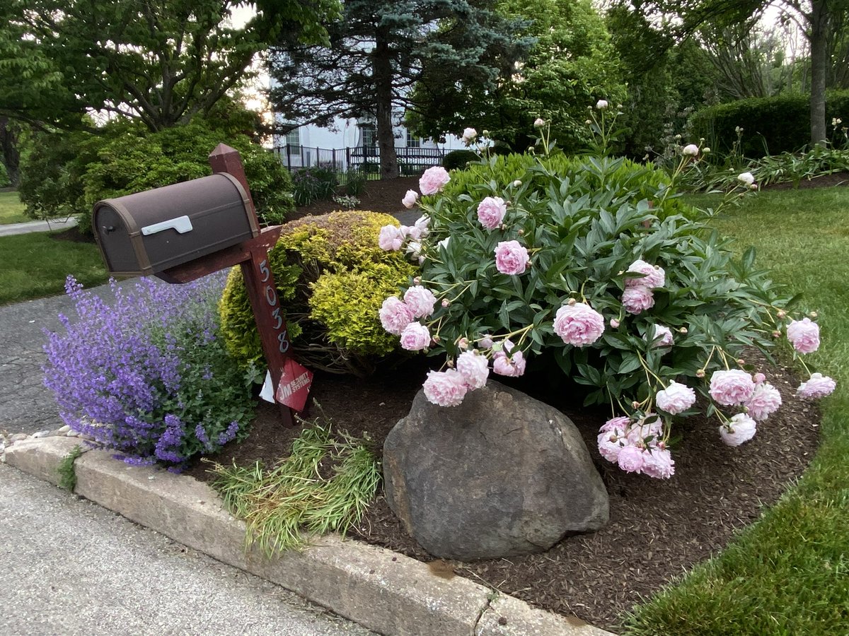 JoanZeidman's tweet image. Nothing like a peony in full bloom!  It’s a shame the blooms last barely a week. 
#ilovespring
#springisthebestseason