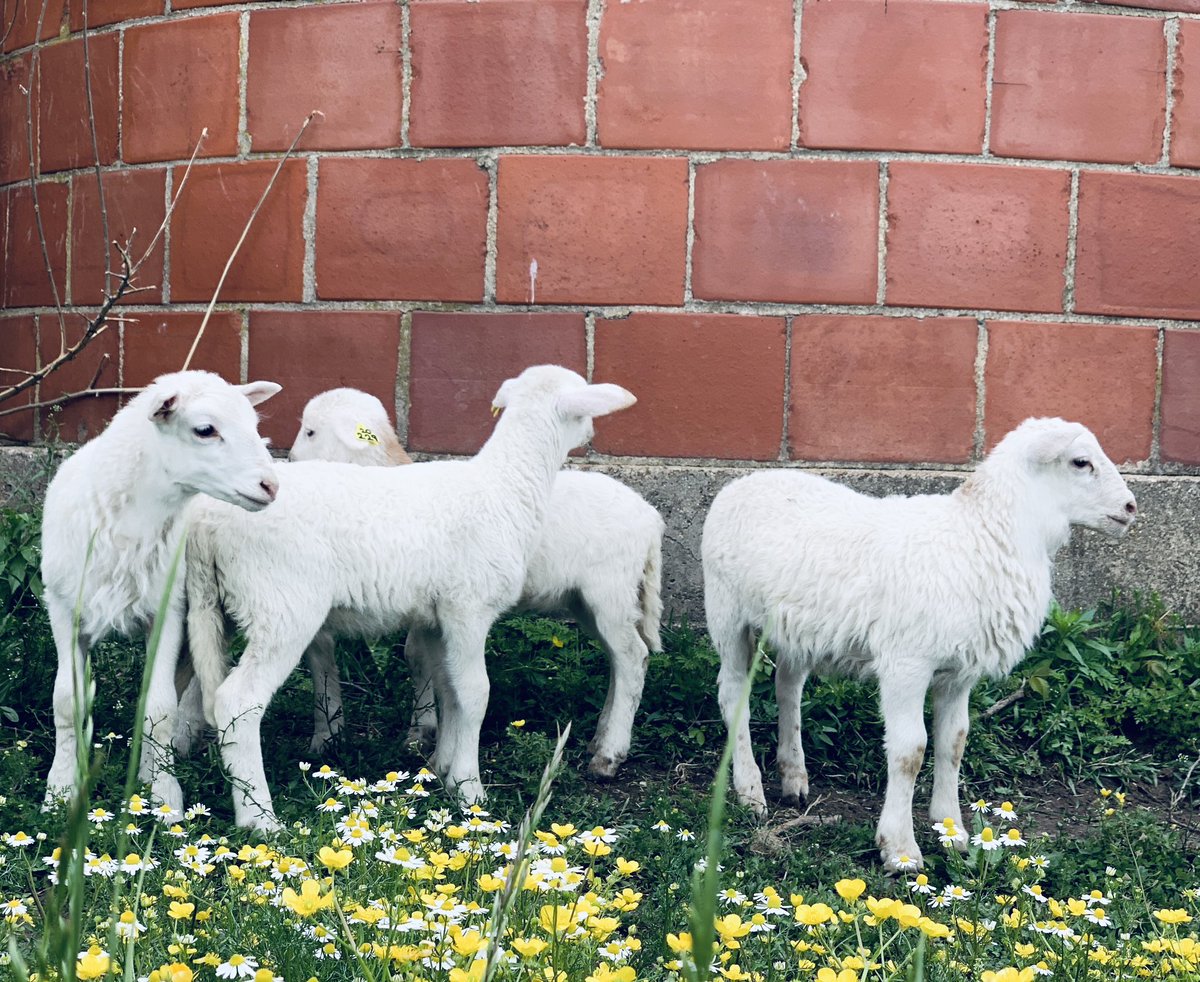 It’s not easy to raise your own animals for meat. Processing day is a gut-wrenching day. Life beget life. Being the top of the food chain can be a curse and a blessing. Thanks to the original 4, which we still have. 4 became 17. Purpose is the cure for depression. Find it.