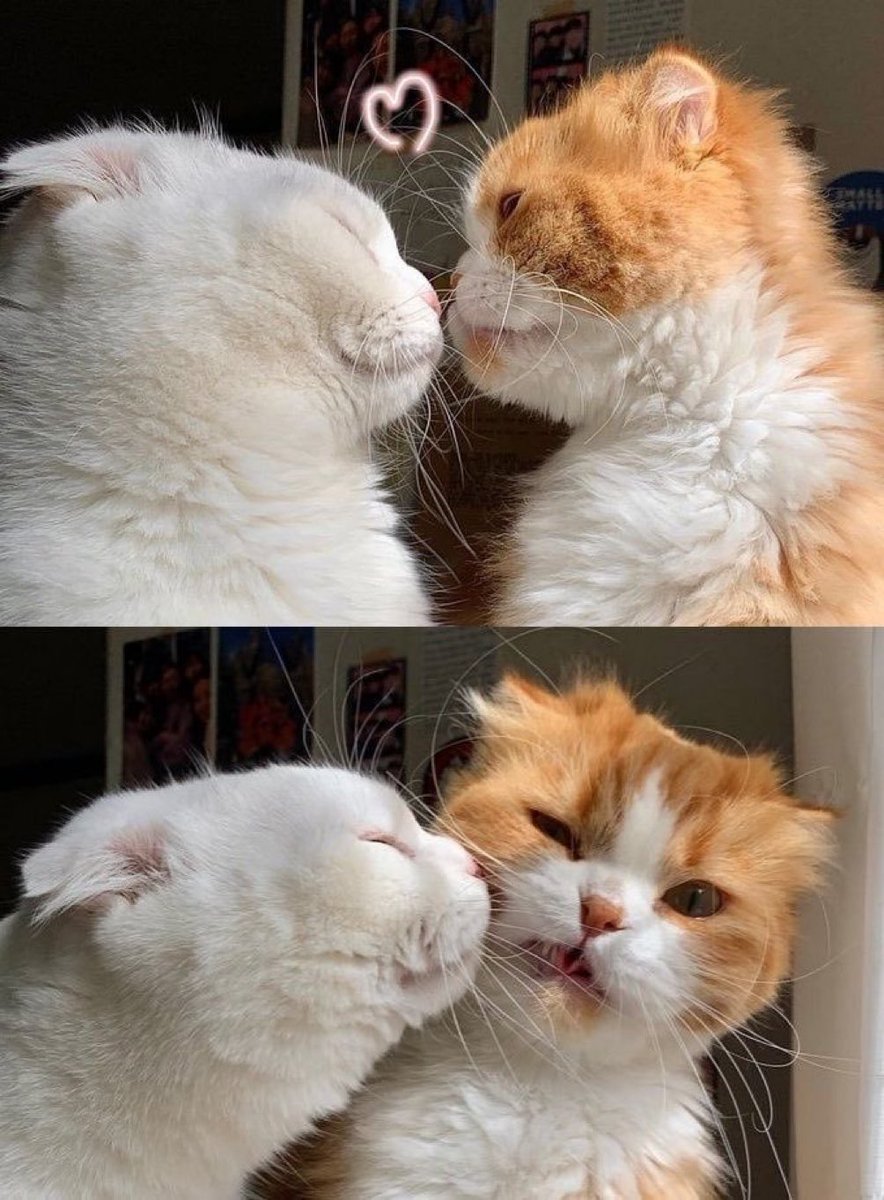 Why you should have a cat (@shouldhavecat) on Twitter photo 