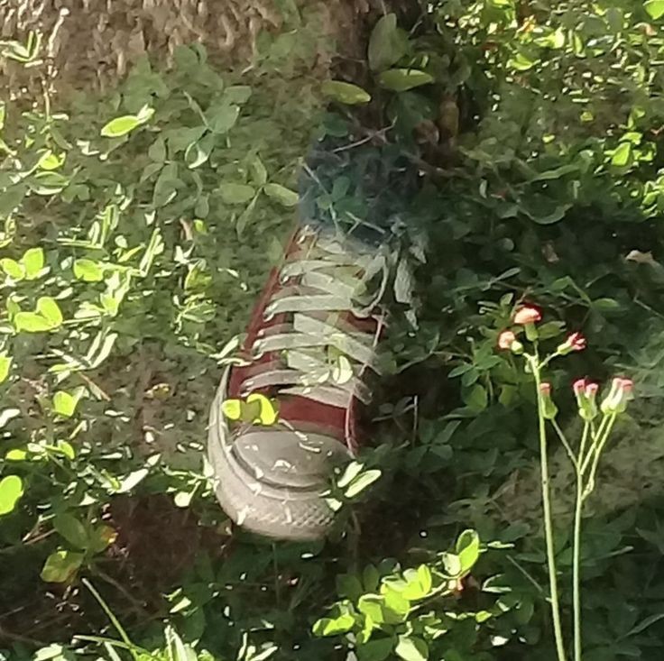 (ㅅ´ ˘ `)♡ ccbrujites｡ ⊹˚.⋆ tweet media