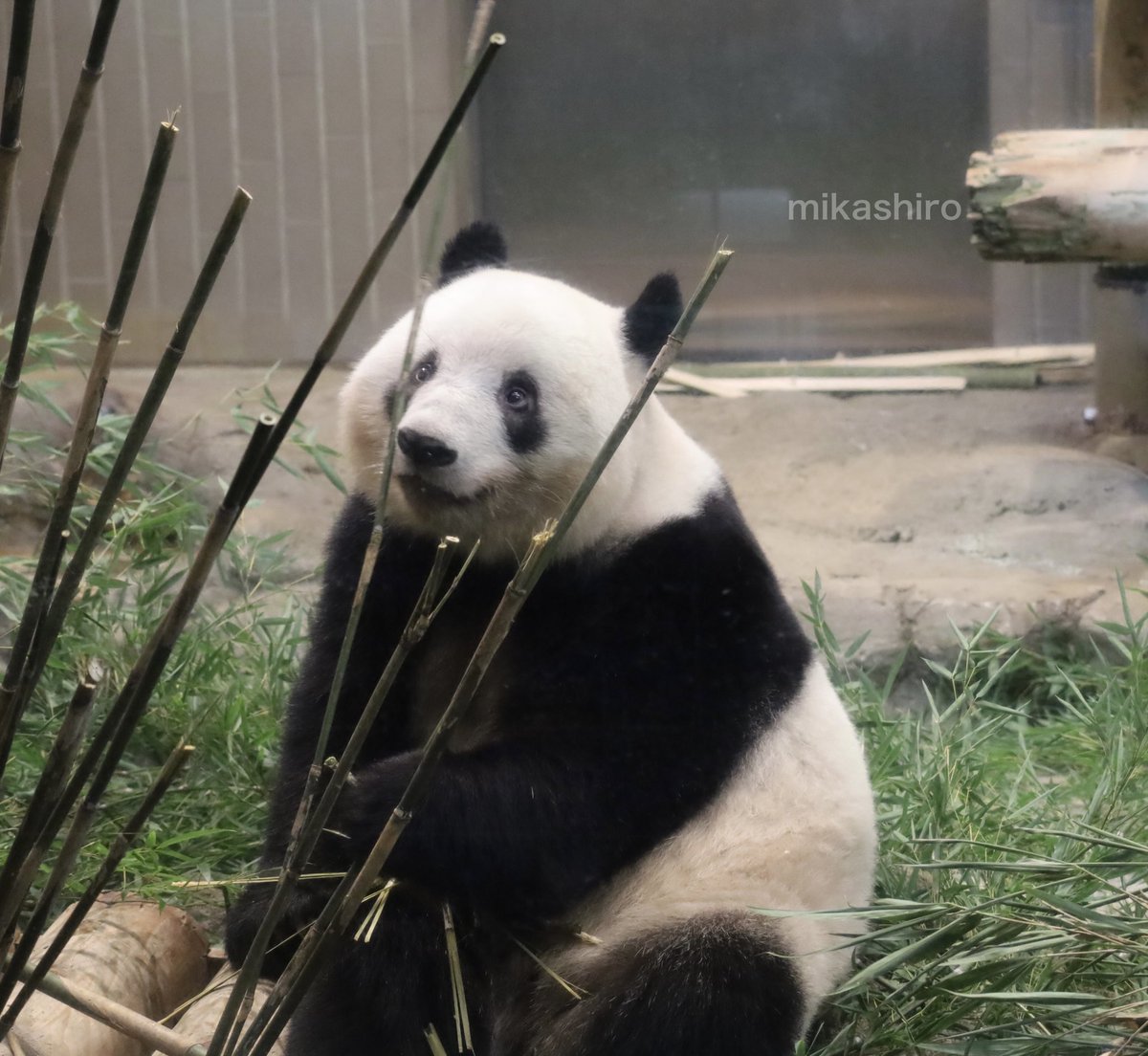 お気に入り🌿🌿🌿✨
たくさん見つけてね🐼💕

#シャンシャン　＃香香