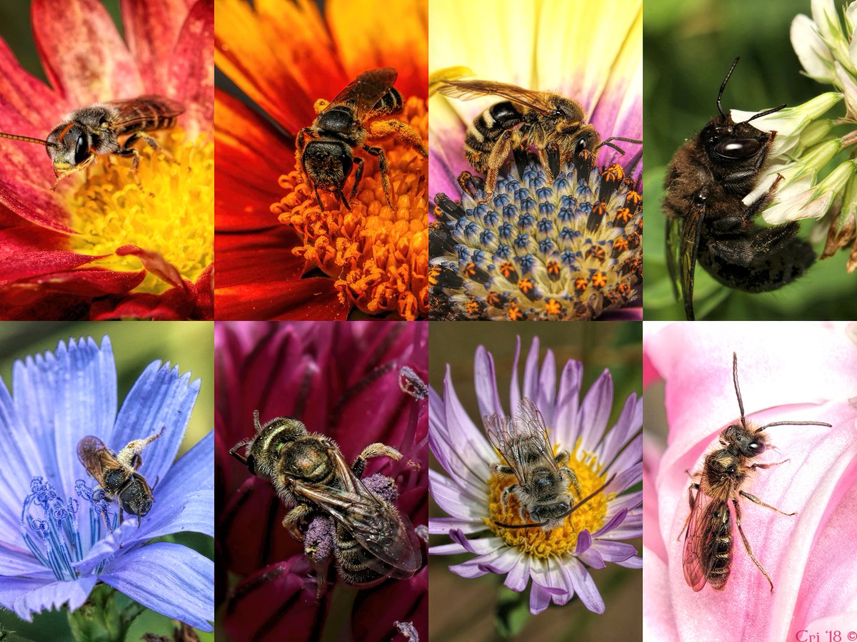 always gotta drop the #NativeBee Rainbow for #WorldBeeDay